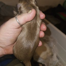Tippy - Liver and white female Shih Tzu puppy in Cook County, Illinois from My Tzu Crew