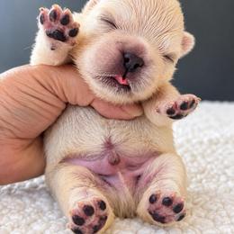 Yeti-Love at Frost Sight - Cream male French Bulldog puppy in Porter, Texas from Whatabulldog