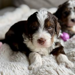 Brownie - Tri-color male Bernedoodle puppy in Springville, Utah from Oodles of Bernedoodles