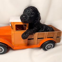 Bernedoodle and Goldendoodle Puppies from DLV Doodles