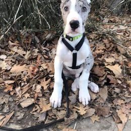 Great Dane Puppies from HCC Great Danes