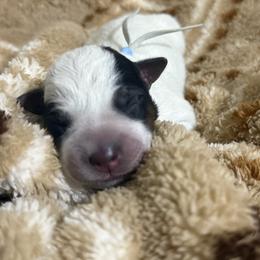 Gunpowder - Blue speckled male Australian Cattle Dog puppy in Marana, Arizona from Cactus Heelers Arizona