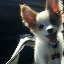 Papillons from Pippy Le Pip Papillons
