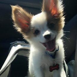 Papillons from Pippy Le Pip Papillons