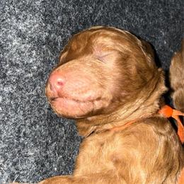 Orange - Red  male Poodle puppy in Keedysville, Maryland from Sunshine Red Standard Poodles