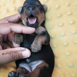 Yorkshire Terrier Puppies from Twilights Yorkies FL