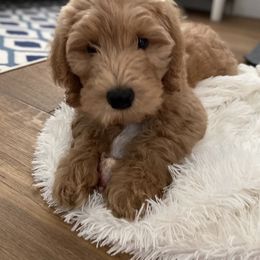 Goldendoodle Puppies from Blissful Goldendoodles