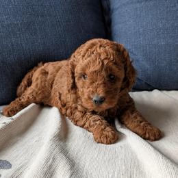 Moana - Red  female Poodle puppy in Los Angeles, California from Exquisite Doodles