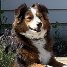 Skye - Australian Shepherd