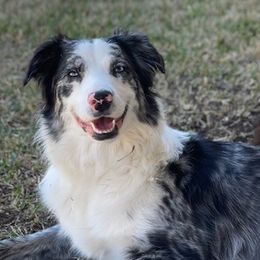 Australian Shepherds from TX Wild Heart Aussies