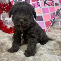 Oscar - Liver male Miniature Schnauzer puppy in Lufkin, Texas from C&K’s Schnauzer House
