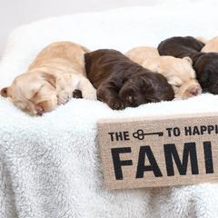 Australian Labradoodles from GALDS