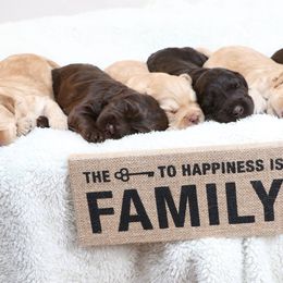 Australian Labradoodles from GALDS