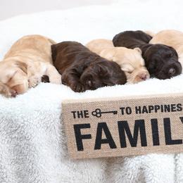 Australian Labradoodles from GALDS