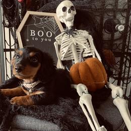 Dachshund Puppies from Desert Dachshunds