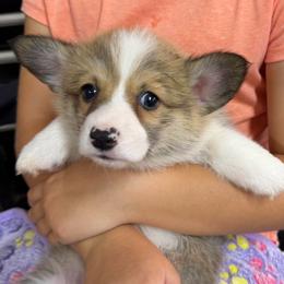 Girl 1 - Red female Pembroke Welsh Corgi puppy in Moulton, Alabama from Reed's Pembroke Corgi Welsh
