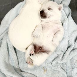 West Highland White Terrier Puppies from De Leon Westies