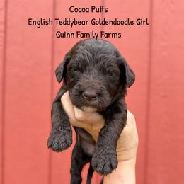 Coco Puff Chocolate English Teddybear - Chocolate female Goldendoodle puppy in Grove, Oklahoma from Guinn Family Farms