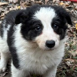 Athos - Black and white male Border Collie puppy in Long Valley, New Jersey from Hope's Farm