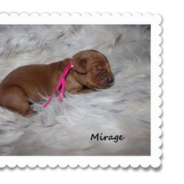 Mirage - Dark golden female Golden Retriever puppy in Anson, Texas from Diamond Bar N Ranch