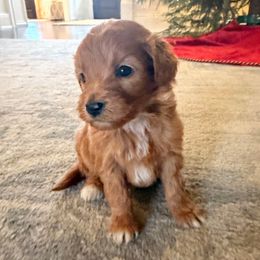 Boy 3 - Red  male Goldendoodle puppy in Meridian, Mississippi from Magnolia Poodles and Doodles