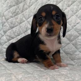 Boy 5 - Black and tan male Dachshund puppy in Galax, Virginia from Dells  Dachshund’s