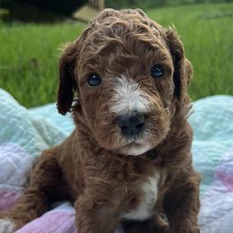 Poodles from Murphy's Standards