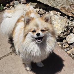 Avery - Pomeranian