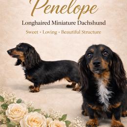 Penelope - Dachshund