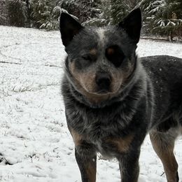 Australian Cattle Dogs from Dry Valley Heelers