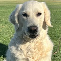 Sophia - Golden Retriever
