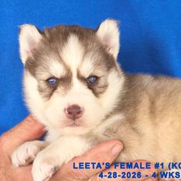 Girl 1 - female Siberian Husky puppy in Manilla, Iowa from Bruck's Siberian Huskies