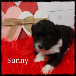 Sunny - Black and white female Sheepadoodle puppy in Farley, Iowa from Iowa's Doodle Co.
