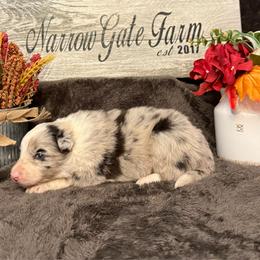 Gambit - White and blue merle male Border Collie puppy in Moody, Texas from Narrow Gate Farm