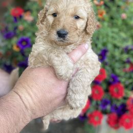 Goldendoodles and Golden Retrievers from Hanson’s NW Goldens & Doodles