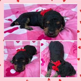 Sweetie - Phantom female Poodle puppy in Conway, Arkansas from Arkansas River Poodles