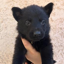 Light Green Collar Female - May - Black female German Shepherd puppy in Adelanto, California from Würdighaus Kennels