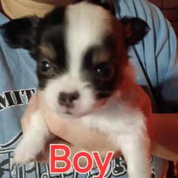 Teddy - Black and white male Chihuahua puppy in Federalsburg, Maryland from Mobley Chihuahuas