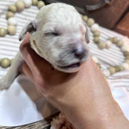 Girl 3 - female Poodle puppy in Statesville, North Carolina from Magnolia Crown’s Standard Poodles