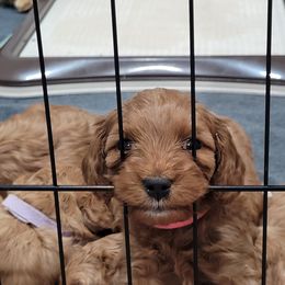 Cavapoo Puppies from Prince Pups