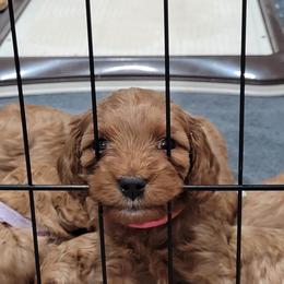 Cavapoo Puppies from Prince Pups