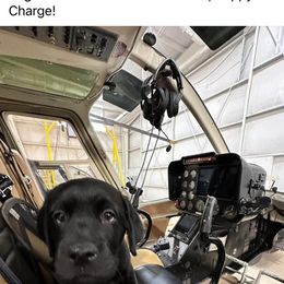 Labrador Retriever Puppies from Iron Lion