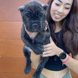 Cane Corso Puppies from Busch Kennels LLC