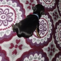 Grunt - Black and tan male Yorkshire Terrier puppy in Sidney, Ohio from Little Yorkie World