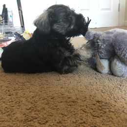 Miniature Schnauzer Puppies from Krystle's Miniature Schnauzers