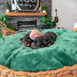 Bernedoodle, Cavapoo, Cavapoochon, Goldendoodle, Poodle, and Yorkipoo Puppies from Anchor Dogs