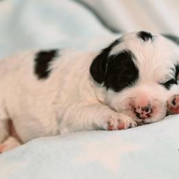 Cashew - Black and white male Bernedoodle puppy in Lima, Ohio from Hommel’s Mini Darling Doodles