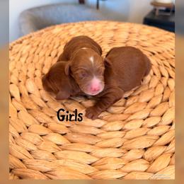 Girl 1 - Red  female Goldendoodle puppy in Glendale, Arizona from Follow Your Bliss Doodles