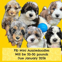 Aussiedoodle puppies from North Florida Poodles and Doodles