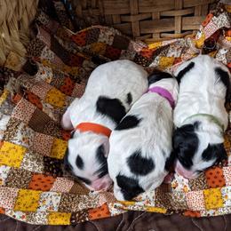 Australian Labradoodle Puppies from Llewellyn's Grove Labradoodles